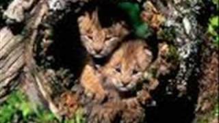 angelo branduardi-cantico delle creature