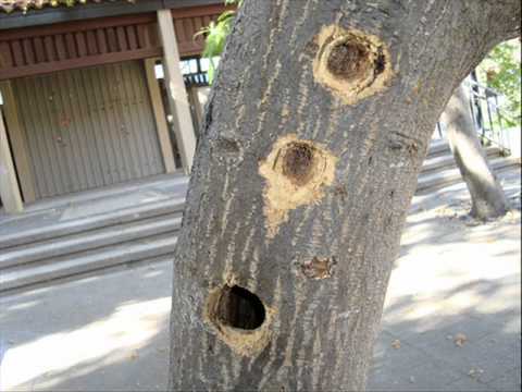 The Woodpeckers Hole