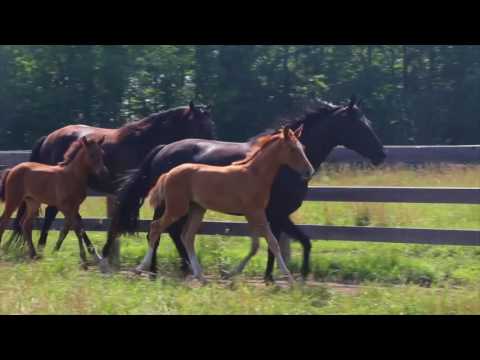 Don Diego DEC & Don Dessa DEC