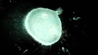 "nouvelle vague" - Anouar Brahem