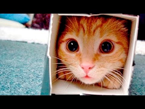 Crazy Cats Crazy Moments 2022