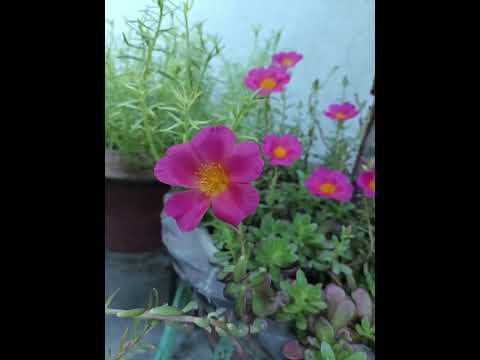 tuuuu..... jaane na tu.... hindi song with lovely nature 🌺💐🌺🙏