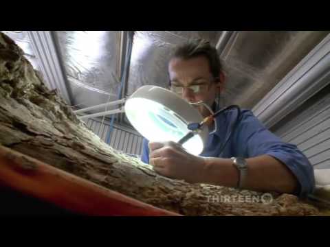 Australia’s First Four Billion Years: Monsters