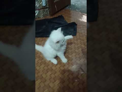 #cat  se hum  ladai krte hue kitni cute hai hamari cat #short