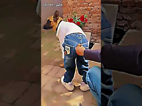 الرجل يعتني بكلبه بطريقة مميزة ❤️!