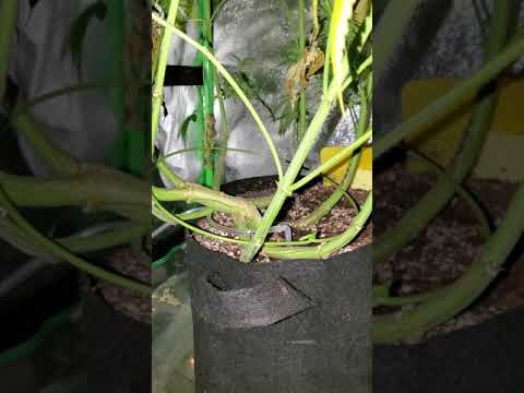 harvesting pure kush buds the size of your leg!