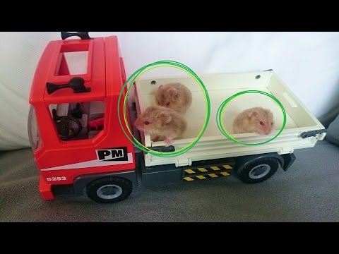 Jugando con HAMSTERs Y JUGUETES. Vídeo para niños. Camión playmobil, excavadora, tractor John Deere