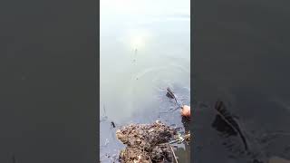 Download lagu #fishing #instagram #viralsong #whatsapp mp3