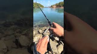 Download lagu Josjis bolo🤙🏻🤙🏻🤙🏻 #mancing #fishing mp3