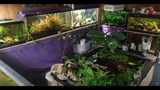 "Around The World" Update on My Fish Room (7/20/24)