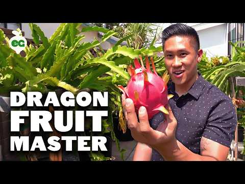 Secret Dragon Fruit Care Tips From a Master Dragon Fruit Grower