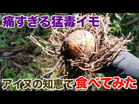 園芸 バググロス、ガチョウの舌、マムシ草