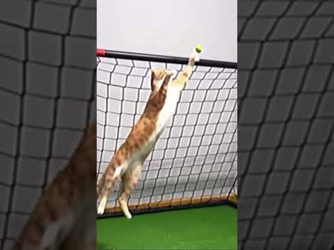 Cat yashin. indy the cat