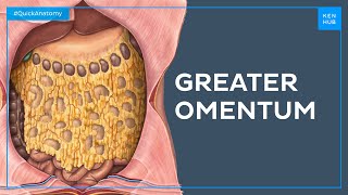 Structure and function of the greater omentum - Quick Anatomy | Kenhub