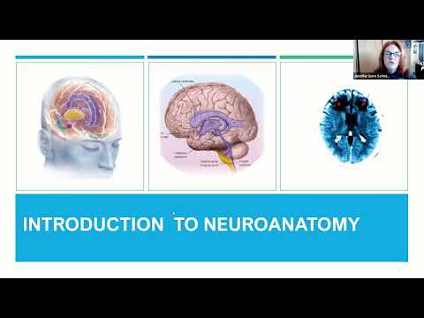Introduction to Neuroanatomy