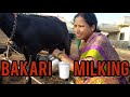 Goat Milking Vlog