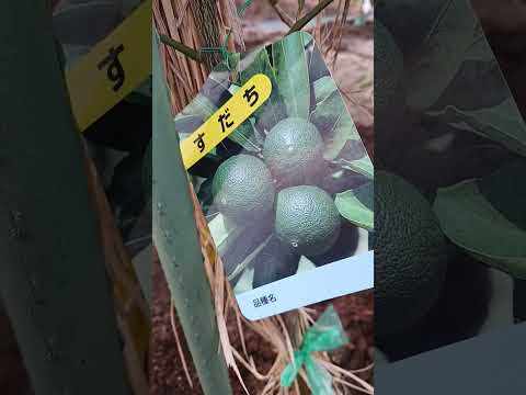 果樹園：一緒に植えてはいけない果樹10本！  庭園