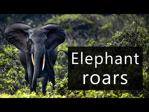 Wildlife sounds - Elephants and gorillas in the Congo rainforest