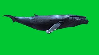 Download lagu Blue Whale green screen video, Blue whale fish green screen | blue whale green hulk, blue whale mp3
