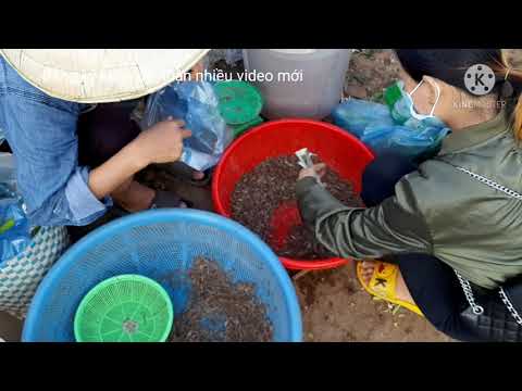 Dạo chợ pakse lào buổi sáng