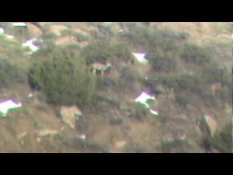 long range shot 1162 yard muledeer