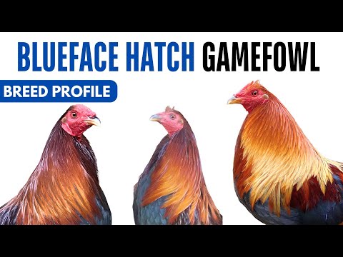 Blueface Hatch Game Fowl Breed Profile History Health Issues - Blueface Hatch Egg Ratio Lifespan