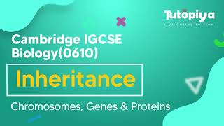 Chromosomes, Genes and Proteins