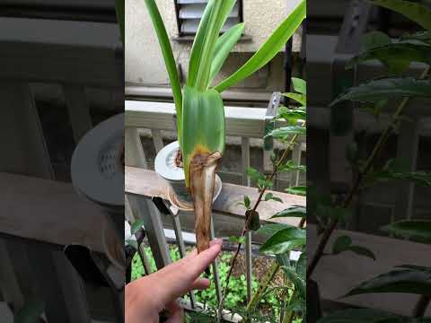 球根植物を保管することがなぜ重要なのでしょうか?アマリリスの花後の保存方法は？  庭園