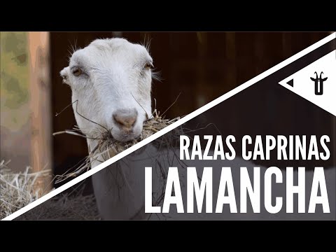 , title : 'LaMancha | Razas caprinas'