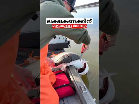 ലക്ഷകണക്കിന് മുട്ടയിടുന്ന മീനിനെ കണ്ടിട്ടുണ്ടോ 😳 #shorts #fishing #paddlefish