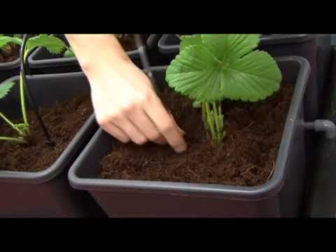 Sistema idroponico Wilma per coltivazione indoor