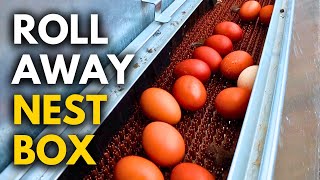 The Easiest Way to Collect Chicken Eggs | No More Dirty Eggs!