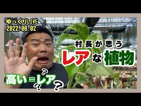 フィッシュテールパーム、カリオタ 植物
