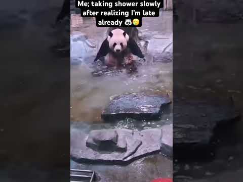 🐼🥲 #funny #animal #panda