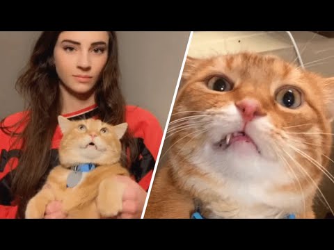 Cat rescued from street won't stop talking