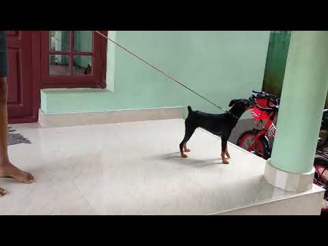 Good quality  Puppys