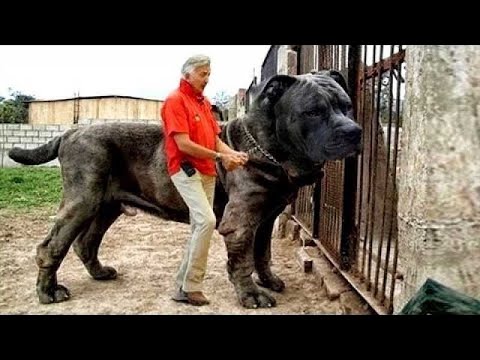 most 9 illlegal  dog breeds in  the world