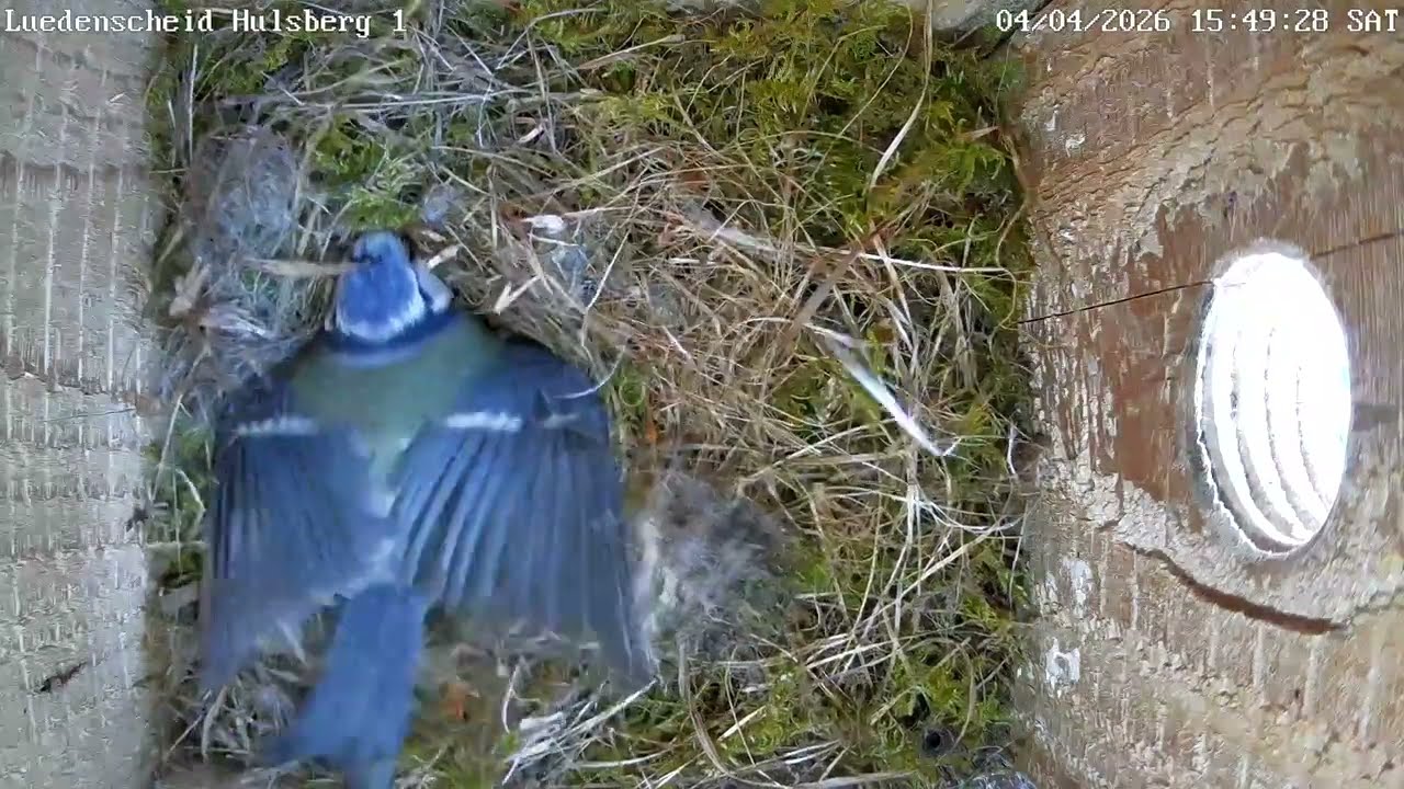 Warten auf die ersten Eier! | 04.04.2026