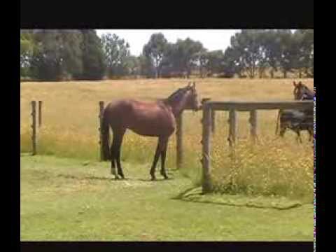 Hollingrove San Amore