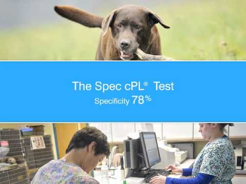 YouTube video about: How much is a snap test for dogs?