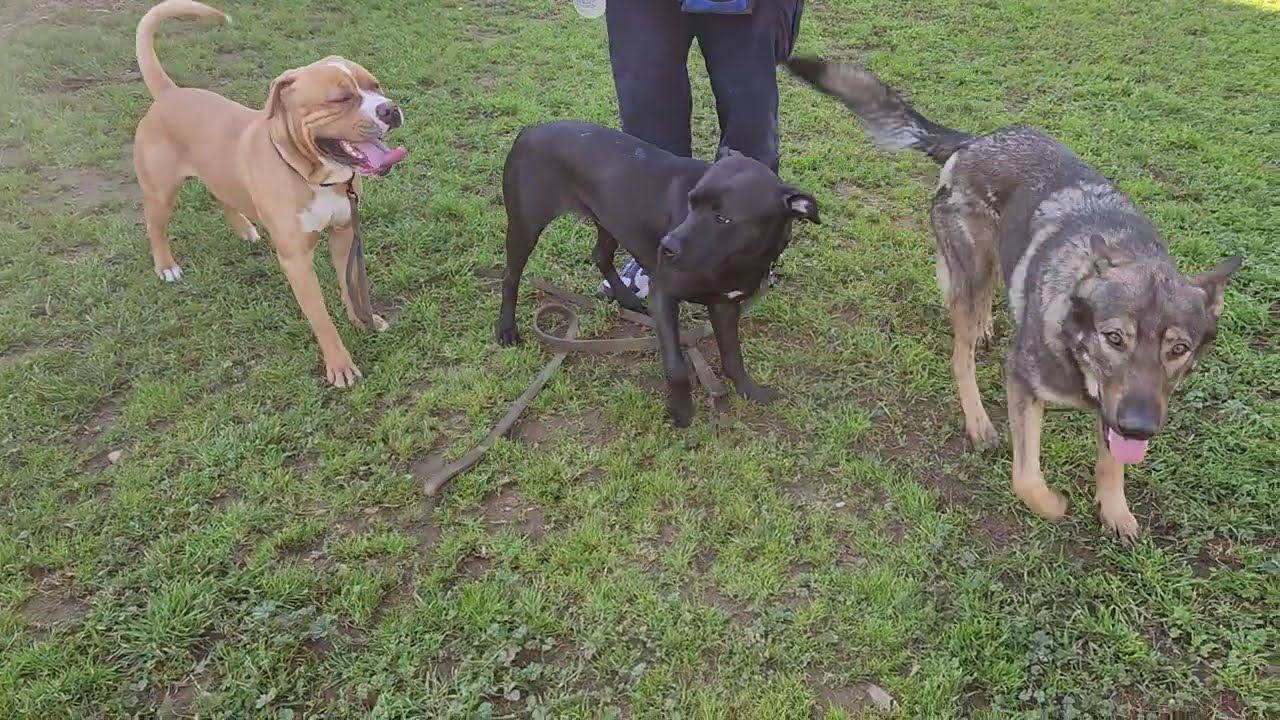 Enlarge Chance, a Adoptable mixed breed in Wilton, CA video 6/6