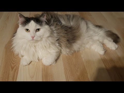 How to Care for a Siberian Cat - Keeping Your Cat Healthy
