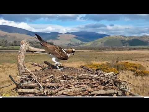 Welcome home Idris! Dyfi Ospreys resident male gets on with prep the day after he returns 22 Mar 202