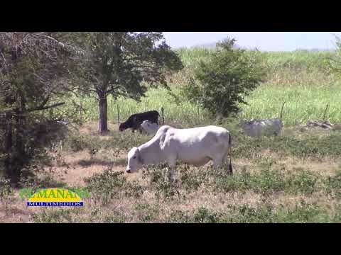 San Vicente. Recuperó la Ministerial cuatro becerros robados