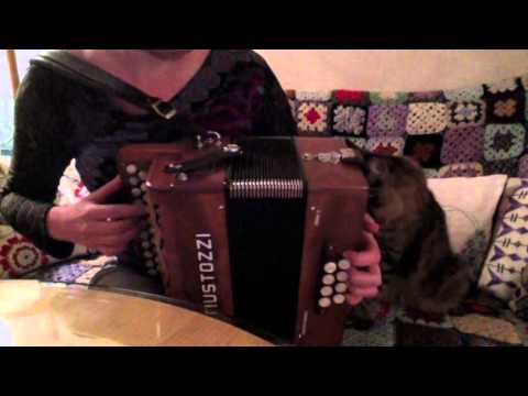 My cat dislikes the accordion