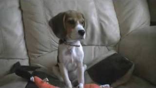 Puppy watching the '3 week old baying beagle pup' video. CUTE!!