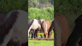 27 cavalos selvagens contra o primeiro inverno: Quem resistiu?