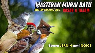 Download lagu Masteran Murai Batu Full Isian Tembakan Materi Mewah Untuk Burung Lomba mp3 Download lagu Masteran Murai Batu Full Isian Tembakan Materi Mewah Untuk Burung Lomba mp3