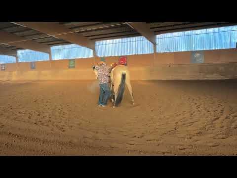 Erste Schritte vor dem Reiten… Nachgiebigkeit vom Boden.