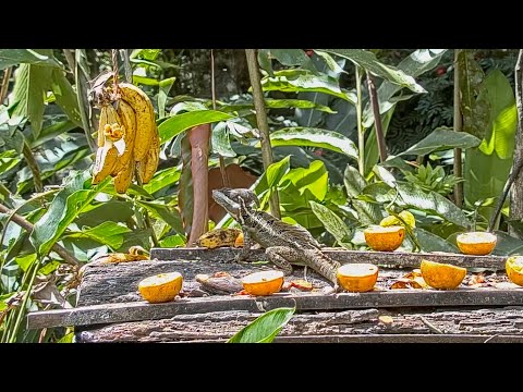 Male Basilisk Missing Half His Tail Basks On The Panama Fruit Feeder – March 23, 2021